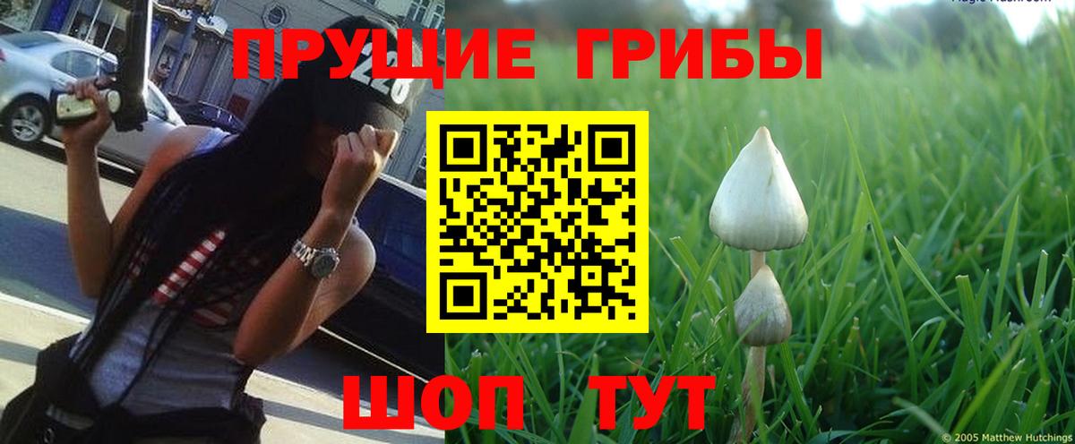 Галлюциногенные грибы GOLDEN TEACHER Большой Камень